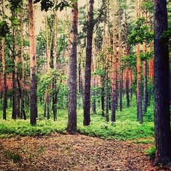 Trees in forest