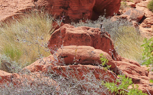 Rocks on rock formation