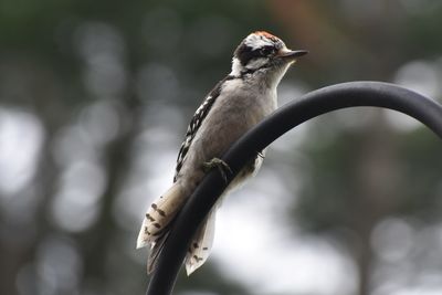 Close-up of woodpecker  perching on bird feeder