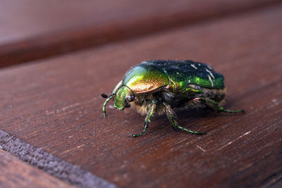 Close-up of insect on table