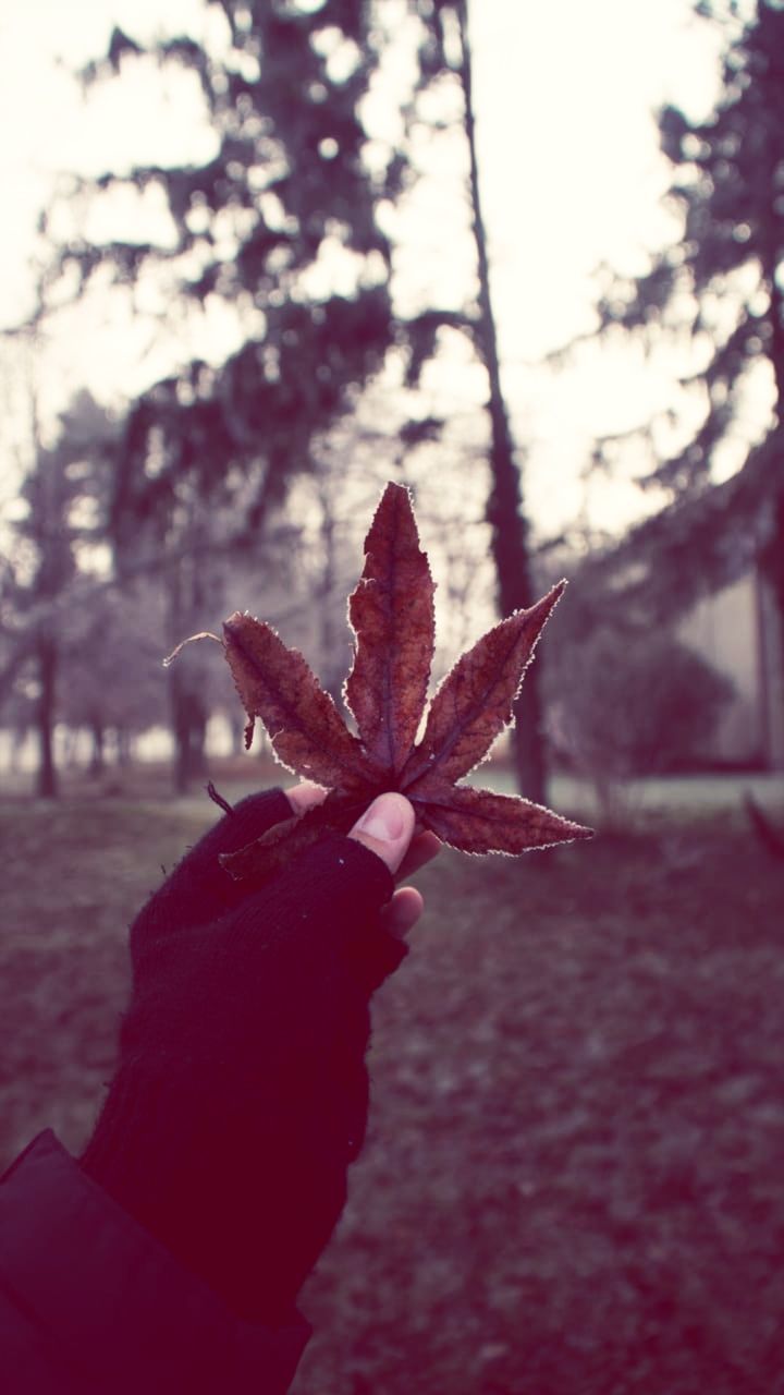 plant, human hand, one person, hand, close-up, human body part, nature, holding, real people, focus on foreground, beauty in nature, red, day, lifestyles, freshness, flower, flowering plant, vulnerability, outdoors, fragility, finger, flower head