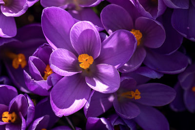 Close-up of purple flowering plants