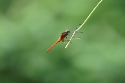 Close-up of damselfly on plant