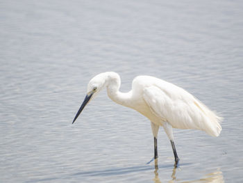 Side view of a bird in water