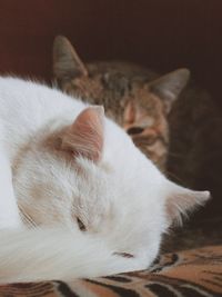 Close-up of cat sleeping at home