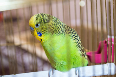 Close-up of parrot in cage