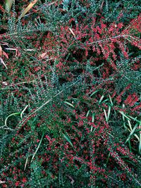 Full frame shot of red flowering plant