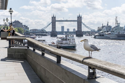 Seagull perching on railing with tower bridge in background