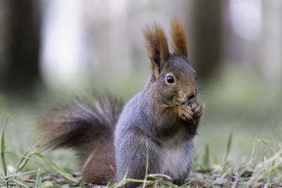 Close-up of squirrel