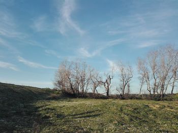 Trees on field against sky