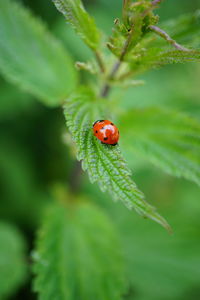 animal wildlife