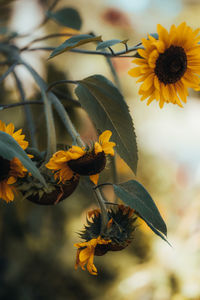 Sunflowers at the end of summertime