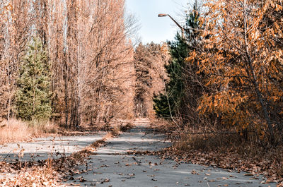 Road amidst trees in forest during autumn