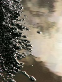 Reflection of trees in water