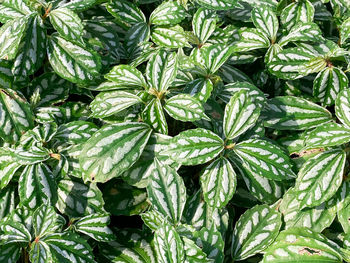 Full frame shot of fresh green plants