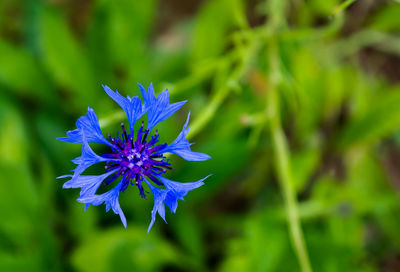 Close-up of purple flowering plant