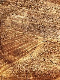 Full frame shot of agricultural field