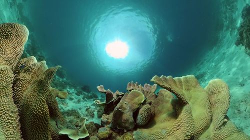 undersea