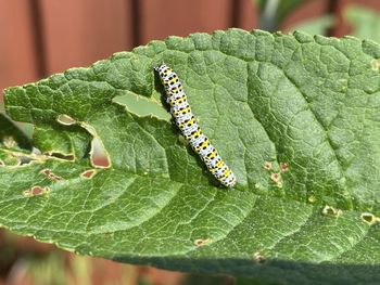 Close-up of insect on leaves