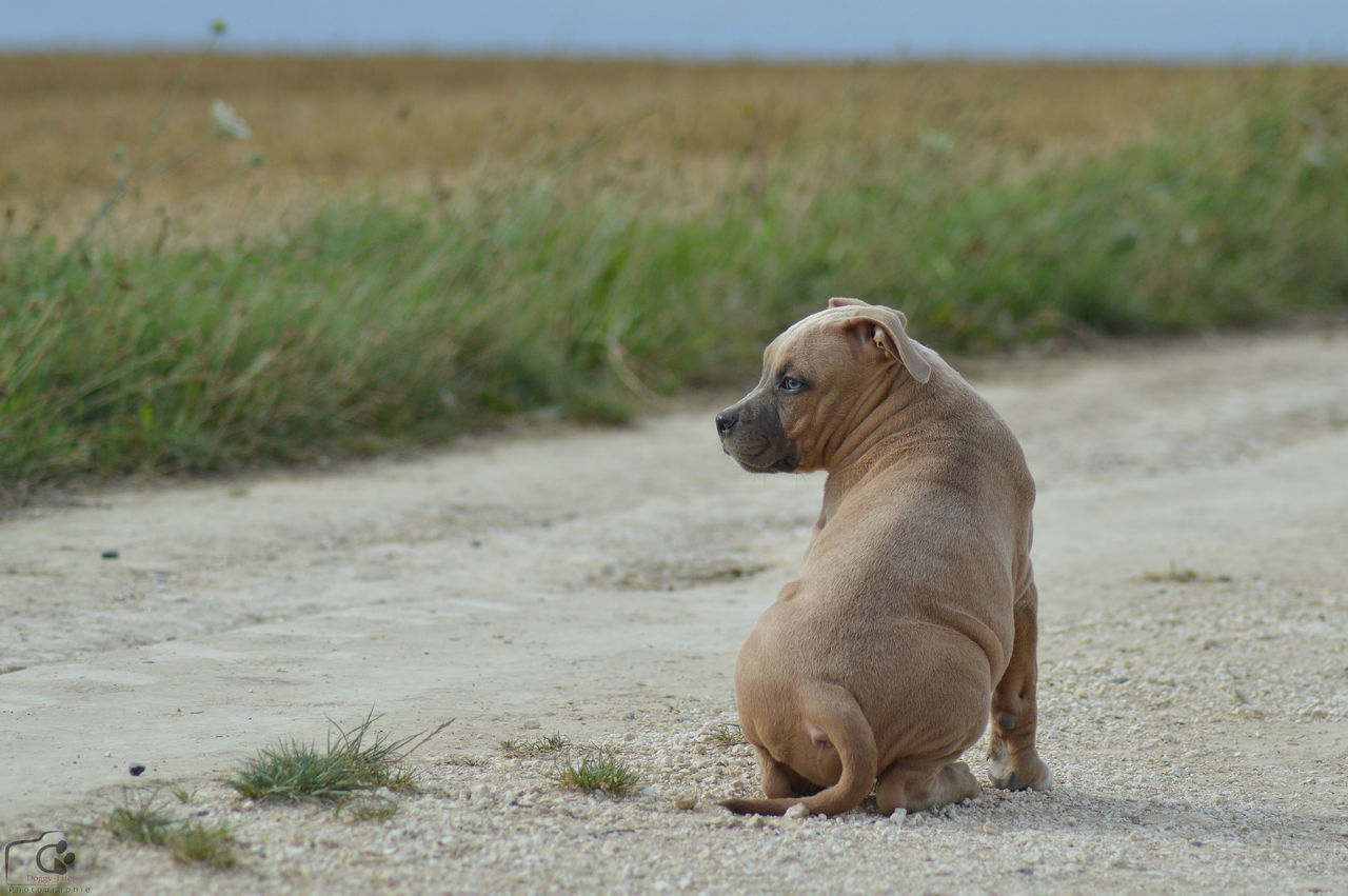 DOG ON BEACH