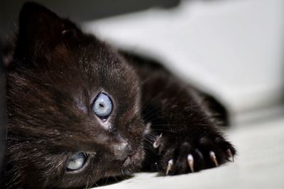 Close-up portrait of a cat