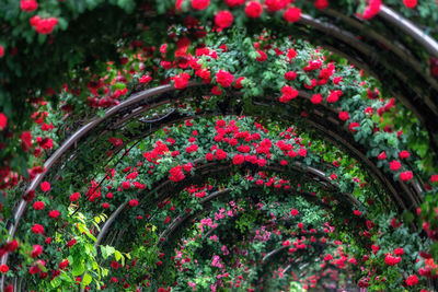 Close-up of red flowering plants in garden