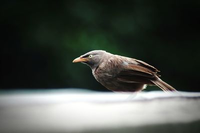 Close-up of bird