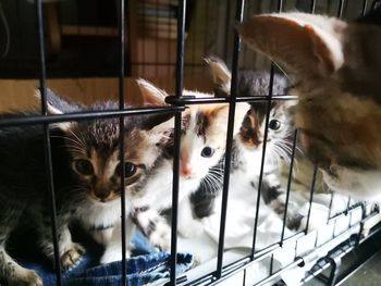 Cats resting in cage