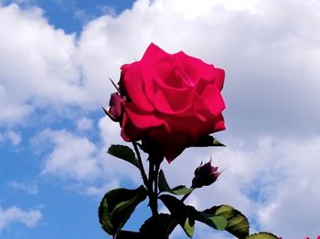 Close-up of red rose against sky