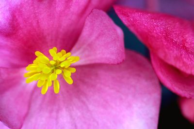 Close-up of pink flower