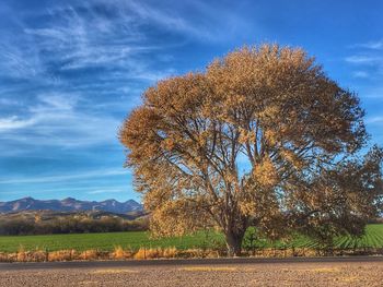 Trees against sky