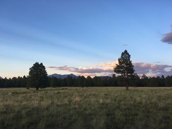 Scenic view of trees on grassy field against sky