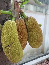 Close-up of fruits hanging on plant