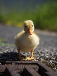 Close-up of a bird against blurred background