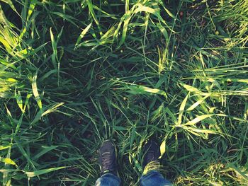 Low section of person standing on grassy field