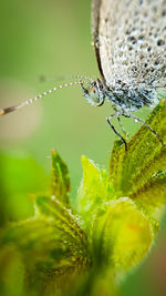 Close-up of butterfly on plant