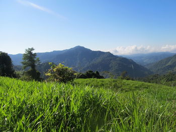 Scenic view of landscape against sky