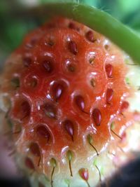 Close-up of red fruit