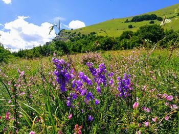 Purple flowering plants on land against sky