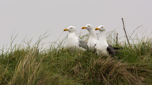 Flock of birds on grass