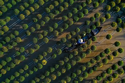 High angle view of woman by plants growing on field