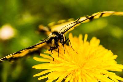 Close-up of insect on yellow flower