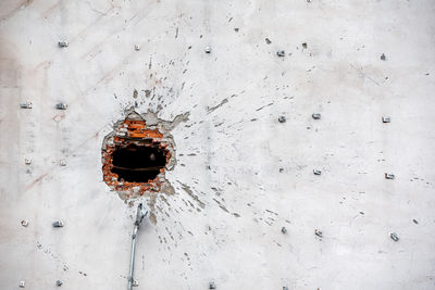 Close-up of insect on wall