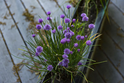 Close-up of purple flowers blooming outdoors