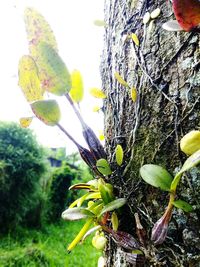 Close-up of plant growing on tree