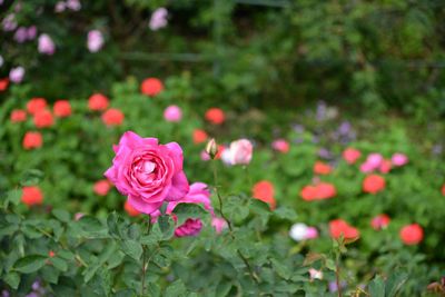Close-up of pink rose