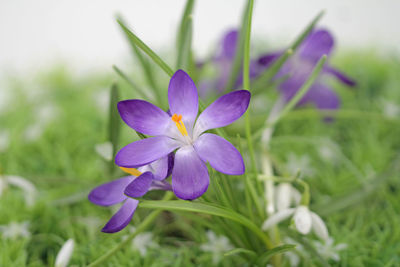 Crocuses in green