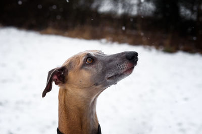 Close-up of dog in snow