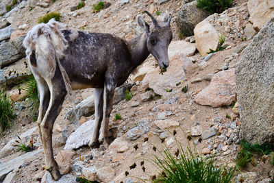 Portrait of female bighorn sheep on field