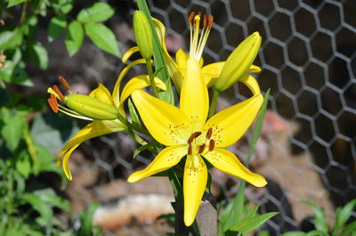 Close-up of yellow flowering plant